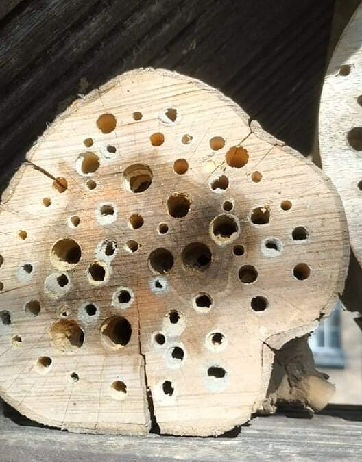Wildbienenhotel freut sich über Gäste